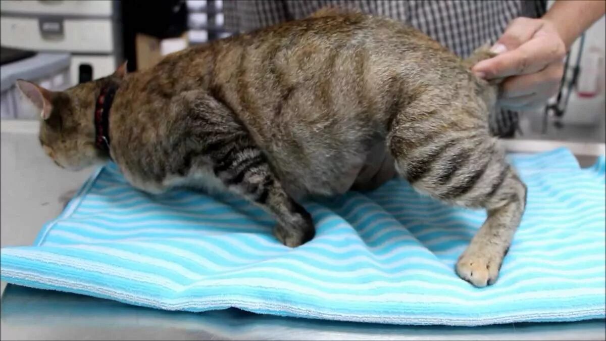 Кот очень долго