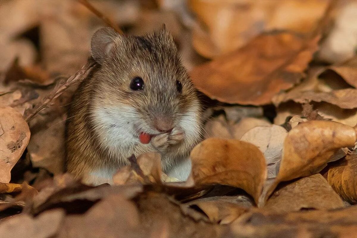 Желтогорлая мышь. Прометеева полевка. Apodemus flavicollis. Apodemus sylvaticus. Лесные грызуны.