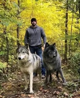 Wolfe