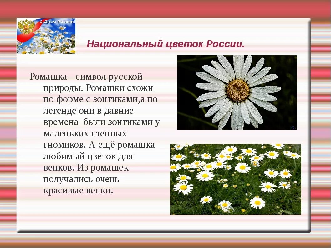 Цвети значение слова. Ромашка символ России. Национальный цветок. Национальный цветок России. Растение символ России.