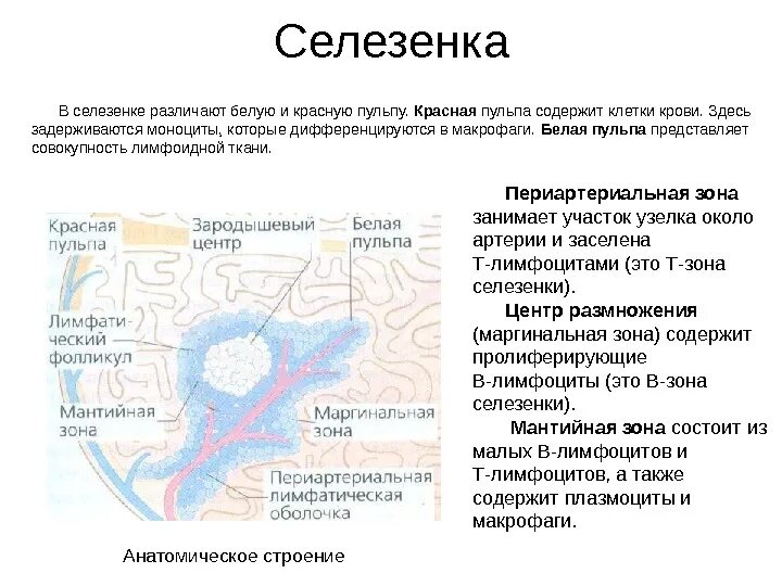 Т зона селезенки. Структура красной пульпы селезенки. Строение лимфатического фолликула гистология. В лимфоциты маргинальной зоны селезенки. Структура красной пульпы селезенки.