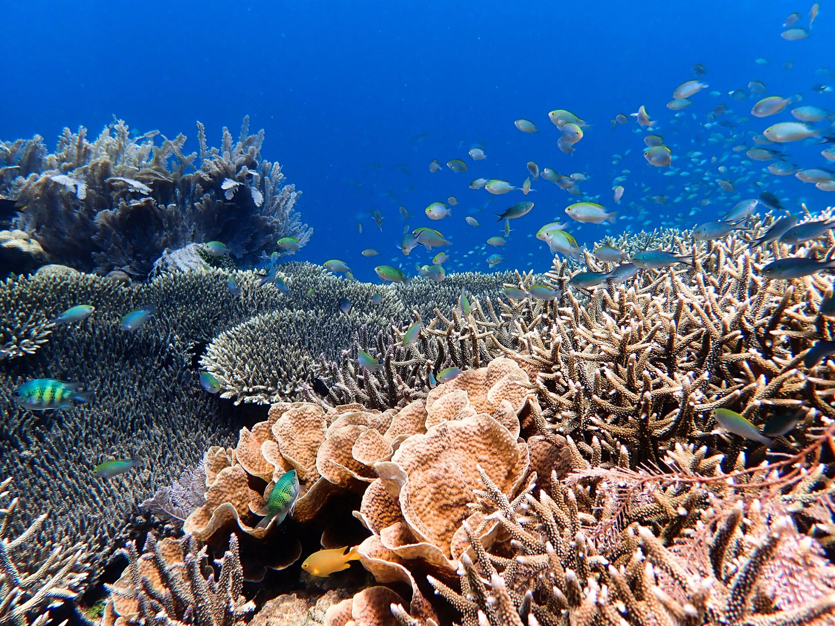 Great barrier reef corals. Большой Барьерный риф кораллы. Большой Барьерный риф Австралия. Австралия Барьерный риф кораллы. Большой Барьерный риф коралловые полипы Австралия.