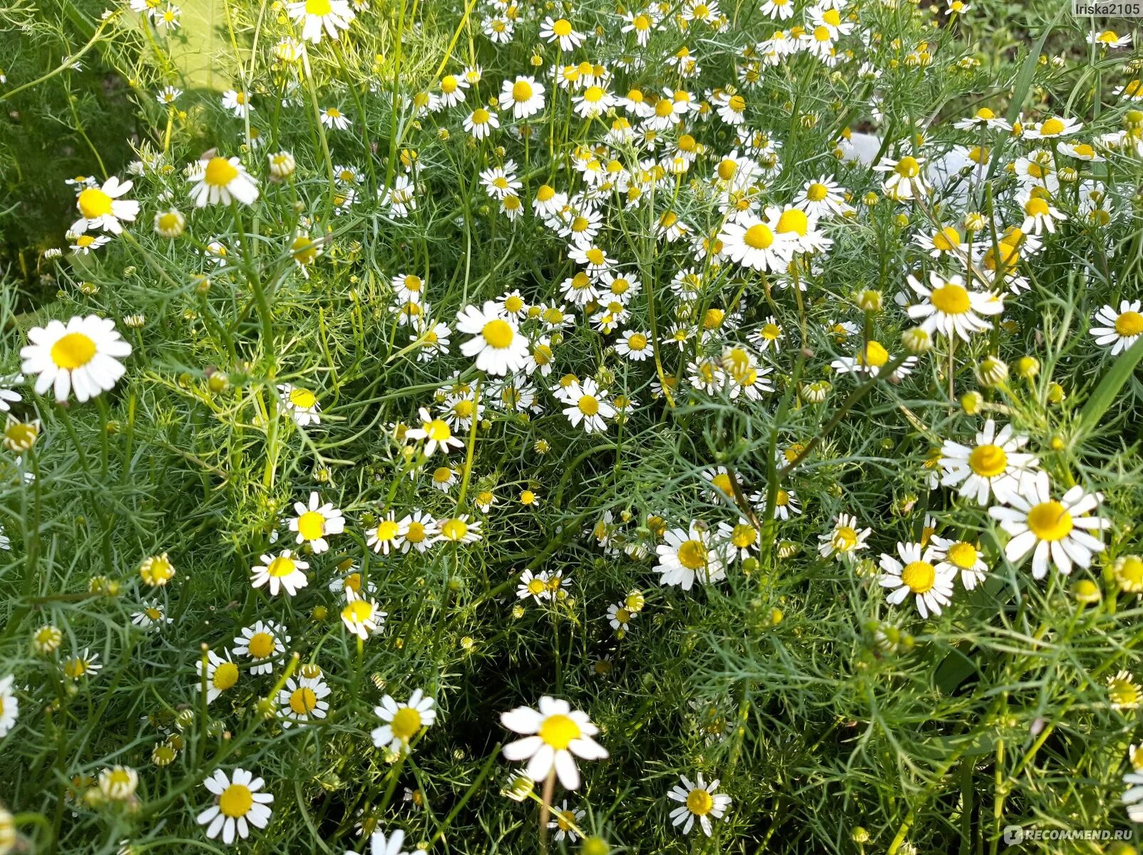 Matricaria Chamomilla. Аптекарская Ромашка. Matricaria recutita. Matricaria Chamomilla сырье. Тип ромашки лекарственной