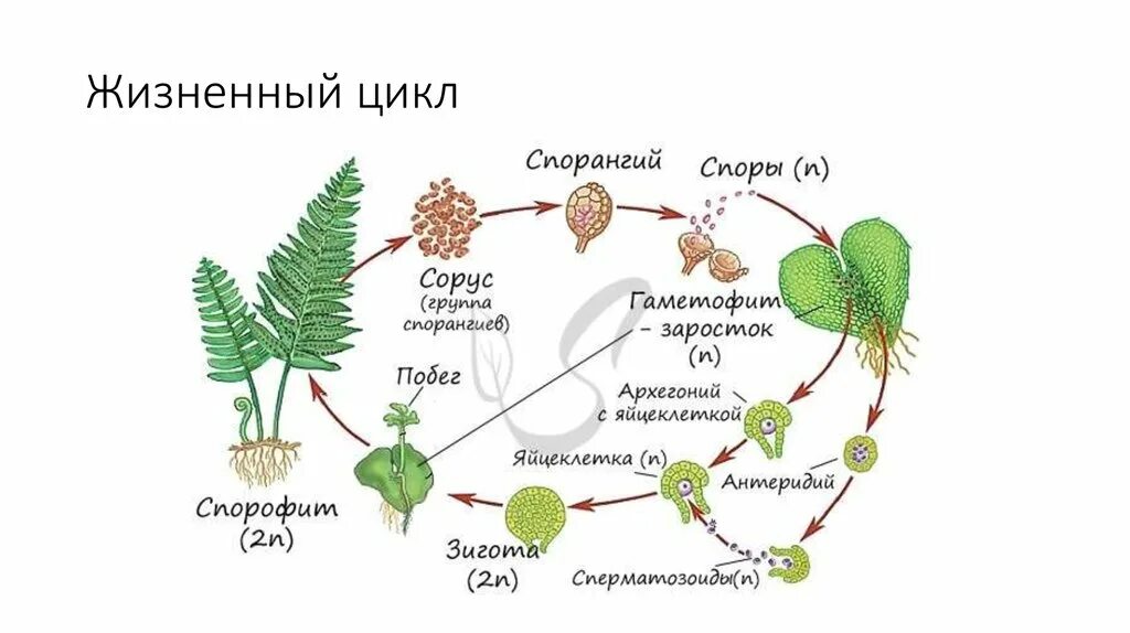 Спорофит образуется в результате. Цикл размножения папоротников. цикл папоротника спорофит. цикл споровых растений схема. цикл развития высших споровых растений схема.