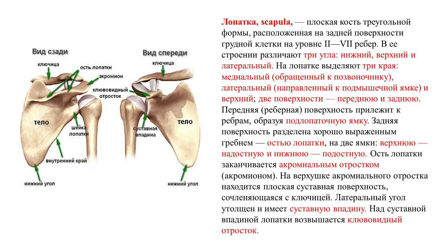 Строение лопатки верхний, медиальный и латеральный. Лопатка строение кости. Суставная впадина лопатки анатомия. Клювовидный отросток лопатки строение. Где находится гребень