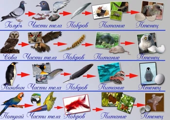 Приложение для определения птиц. Зимующие птицы. зимующие птицы карточки. птицы для детей дошкольного возраста. составление рассказа о птице.