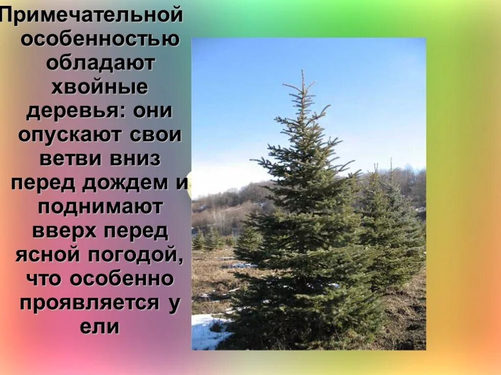 Погодные ели. Хвойные деревья опустили ветви. Приметы о хвойных деревьях. Хвойное дерево ветки вниз. Ель ветви вниз.