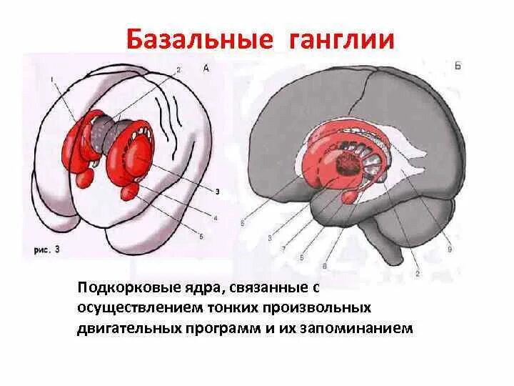 Базальные ганглии мозга. Строение базальных ганглиев. Базальные ганглии схема. Базальные ядра мозга строение. Схема расположения базальных ганглиев.