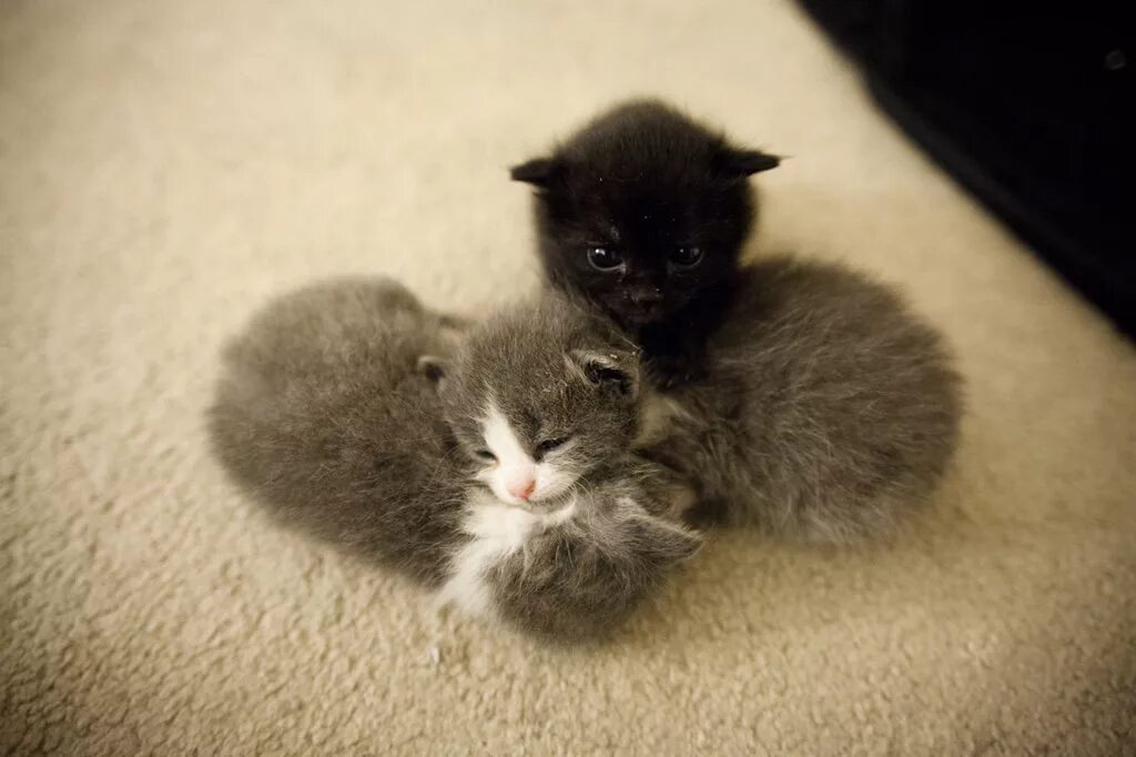 Котенок на улице. У них маленькие и серые. Серый котёнок. Маленькие бездомные котята. У них маленькие и серые.