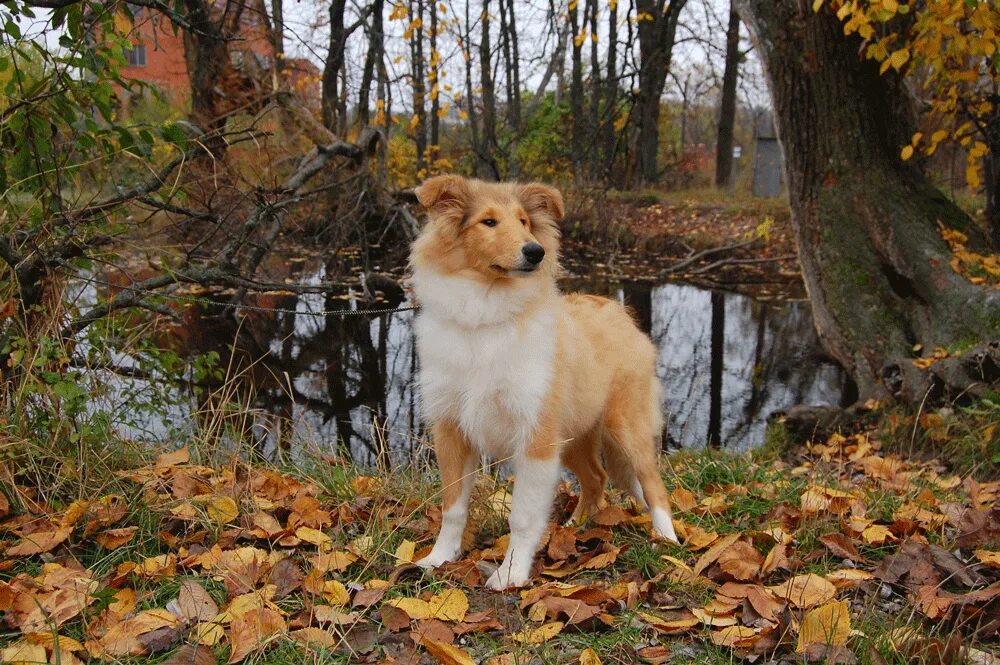 раз собака два собака песня. дорога домой фильм 1993. песенка про собаку текст. стих про щенка для детей.
