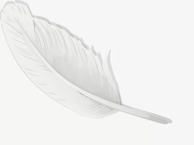 у перья по бокам белые. перья фон. перо на черном фоне. белое перо. у перья по бокам белые.