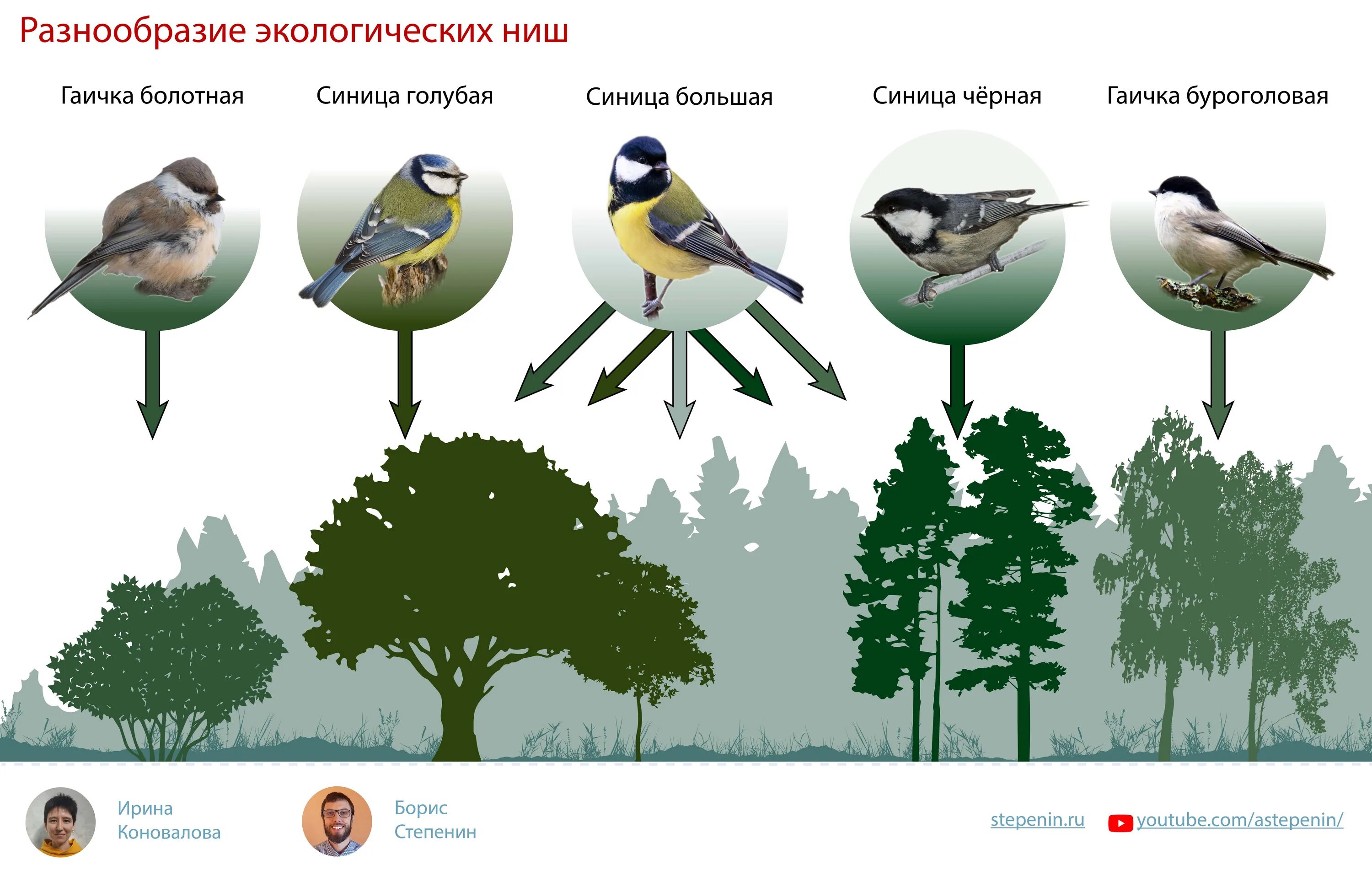 Экологические ниши разных видов. Экологические ниши птиц. Экологические ниши синиц. Экологическая ниша синицы. 2 примера экологических ниш