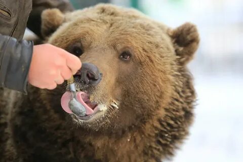 Медведь на день рождения фото