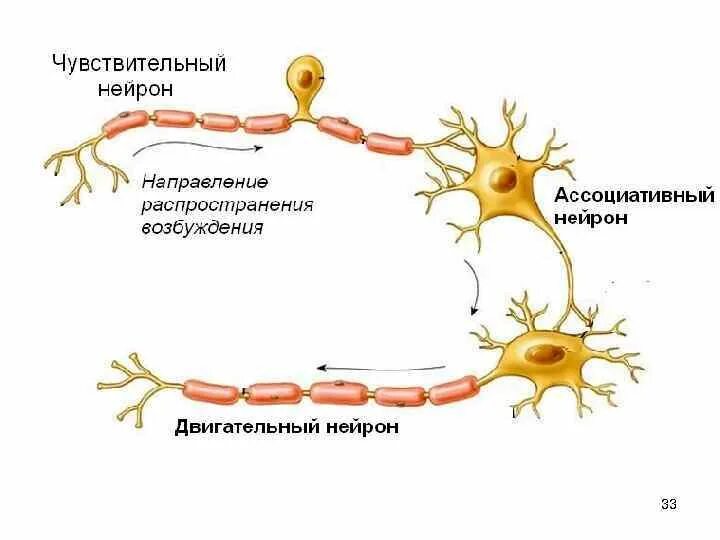 5 чувствительные нейроны передают