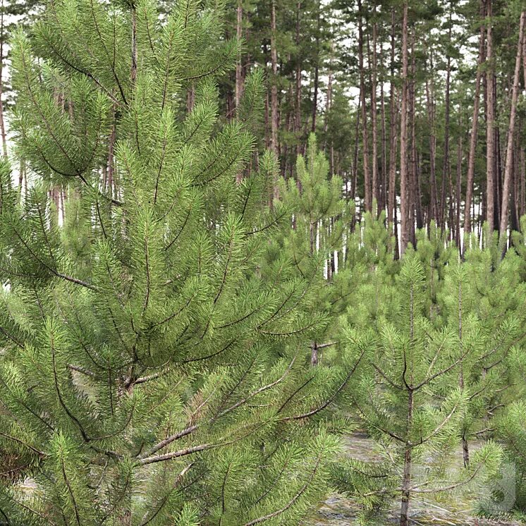 Pinus Sylvestris 'Sandringham'. Pinus Sylvestris молодая. Pinus Sylvestris 'Treasure'. Сосна обыкновенная Pinus Sylvestris высота 400-450.