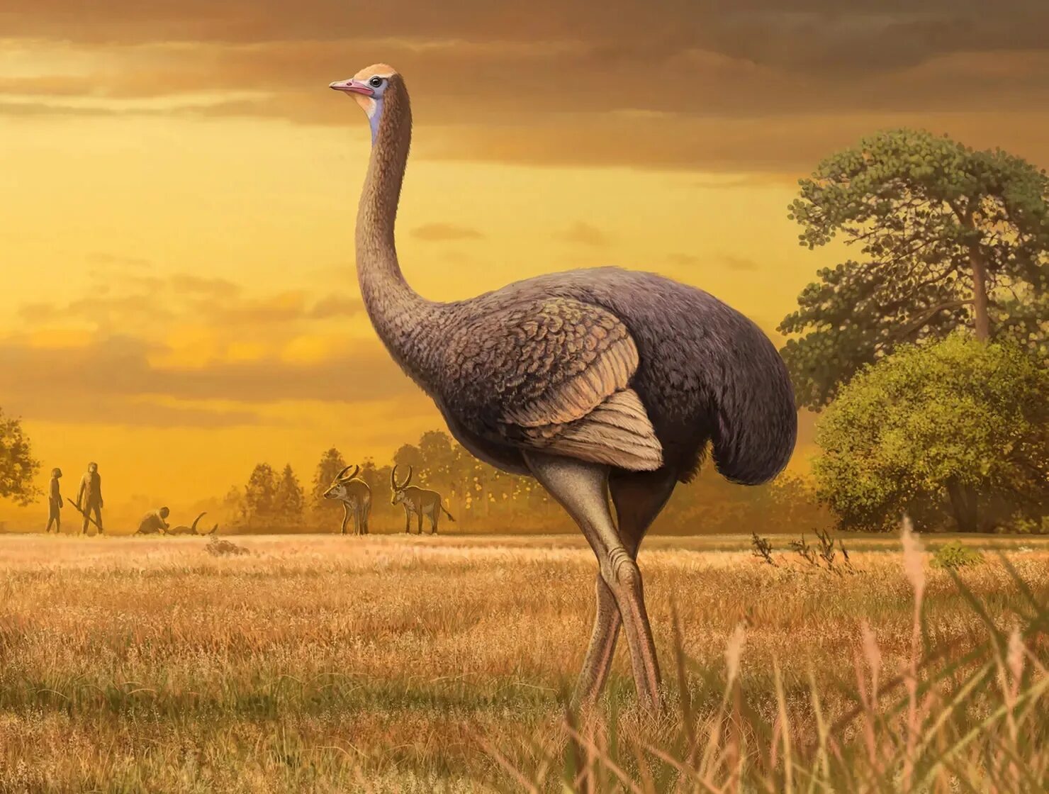 Моа вымершая птица. Недавно вымершие птицы. Динорнисы и моа. Вымершие птицы. Самая большая птица в мире вымершая.