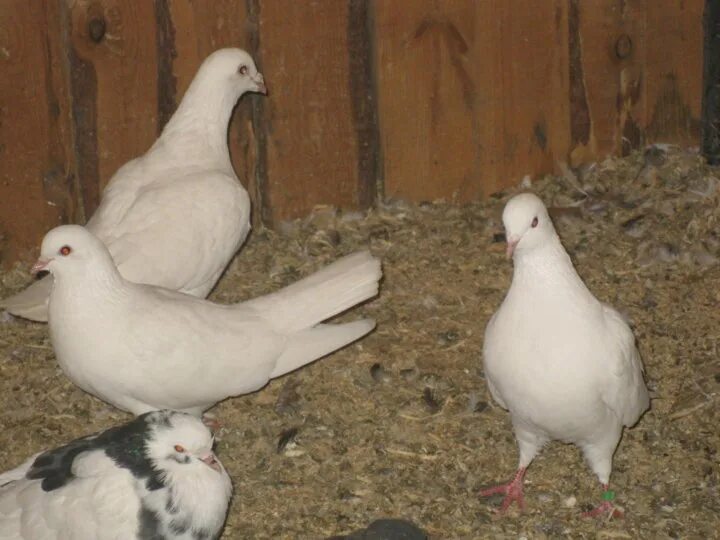 Голуби даром. Отдам голубя в добрые руки. Отдам голубя. Отдам голубей в хорошие руки бесплатно. Порода голубей карно.