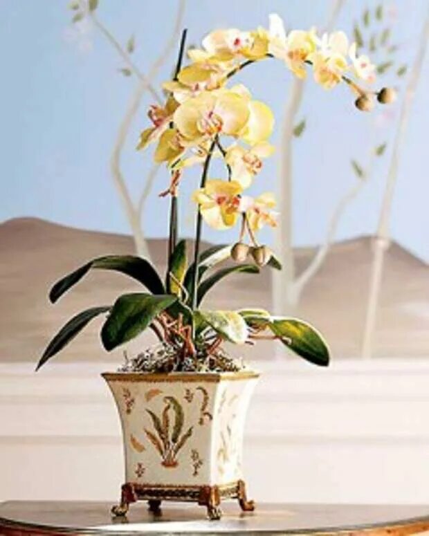 Купить желтую орхидею в горшке. Фаленопсис Yellow Symphony. Желтая Орхидея в горшке. Орхидея уход в домашних условиях. Желтая Орхидея с прожилками.