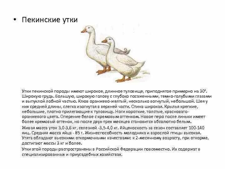 Утка ст 5 описание породы отзывы. Утки ст 5 описание. Утки пекинские описание. Средний вес утки домашней.