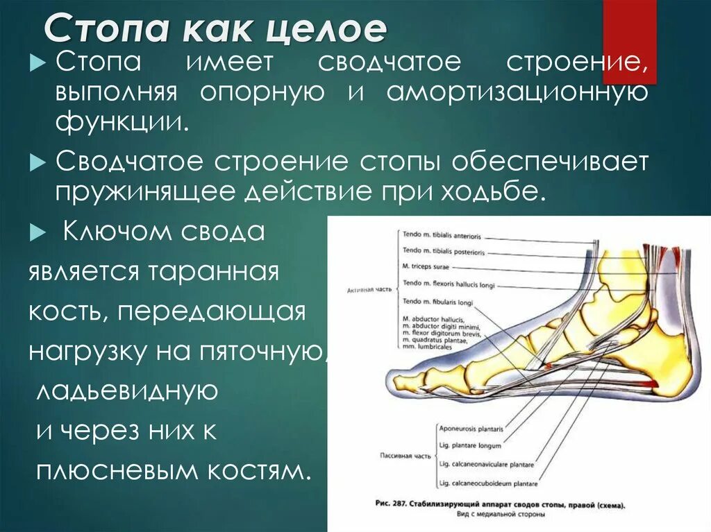 Строение стопы анатомия. Кости свода стопы анатомия. Связки свода стопы анатомия. Голеностопный сустав соединение костей. Строение сводов стопы.