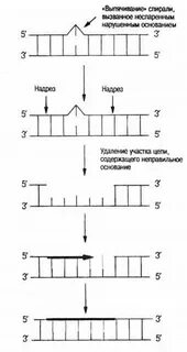 Темновая репарация днк