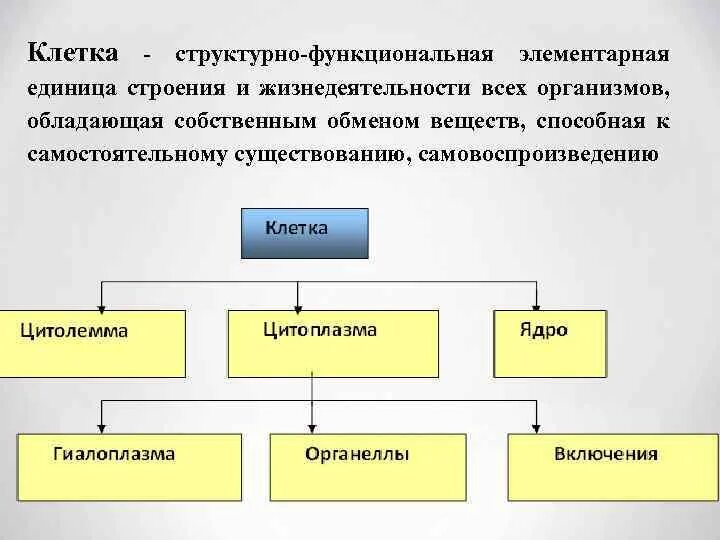 Структурной единицей живого организма является. Структурные единицы клетки. Структурно-функциональная единица клетки. Клетке это структурно-функциональная. Клетка как структурно-функциональная единица.