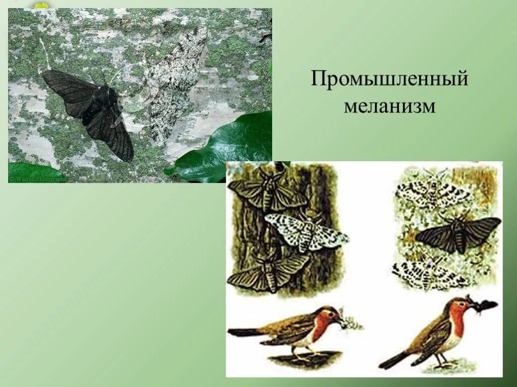 Березовая пяденица индустриальный меланизм. Индустриальный меланизм у бабочек. Промышленный меланизм. Индустриальный меланизм. Березовая пяденица естественный отбор.