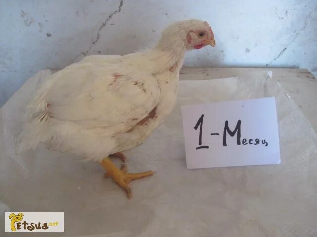 Вес бройлера в месяц кобб 500. Бройлер кобб 500. кобб 500 2 мес. бройлер кобб 700. вес бройлера кобб 500.