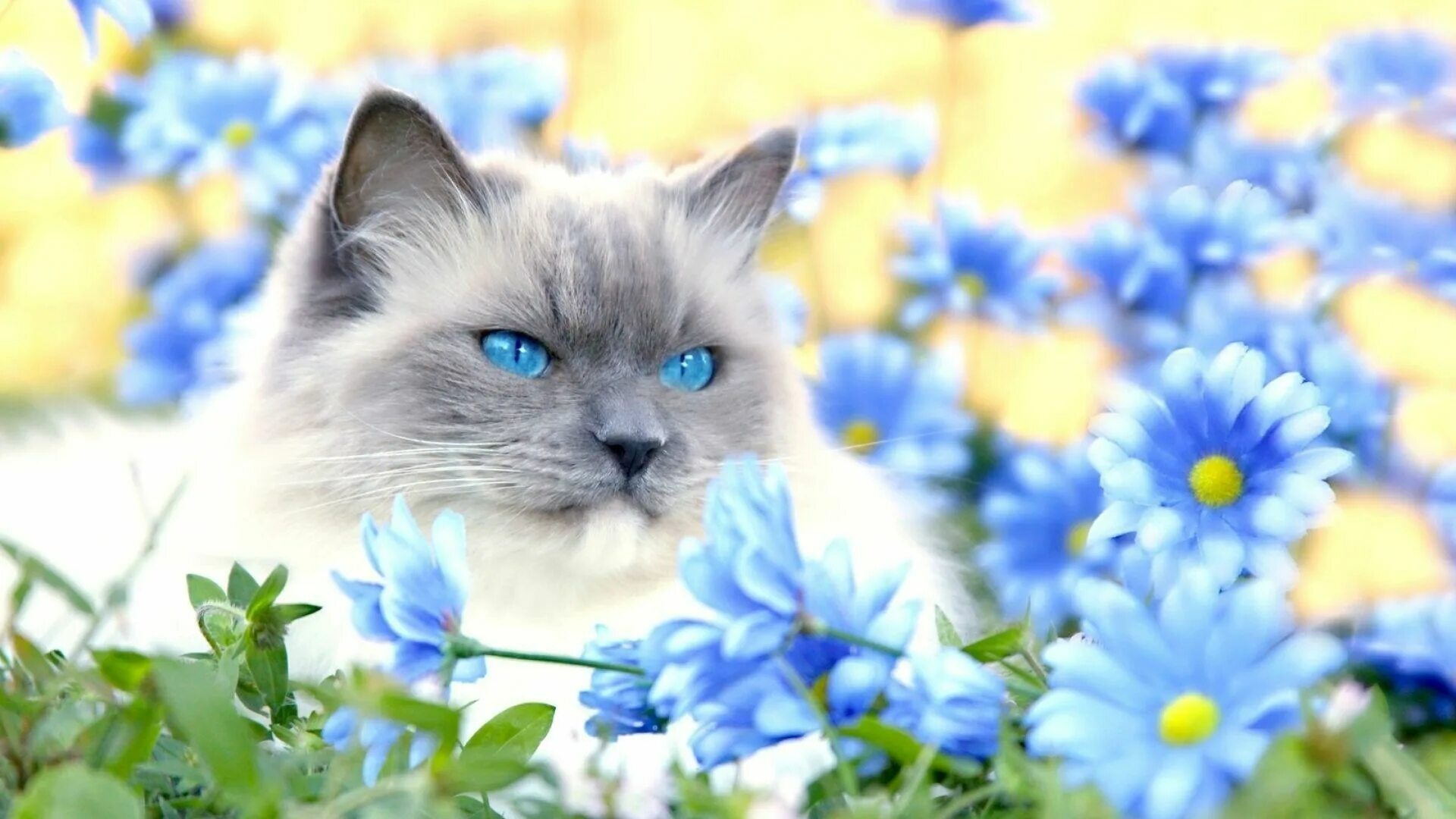 Котэ и синий. Охос азулес. Котенок в цветах. Красивые котята в цветах. Красивый котенок с голубыми глазами.