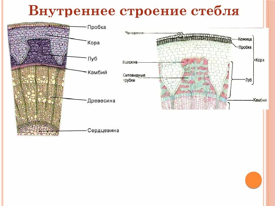 Внутреннее строение стебля 6 класс таблица. Внутреннее строение стебля 6 класс таблица