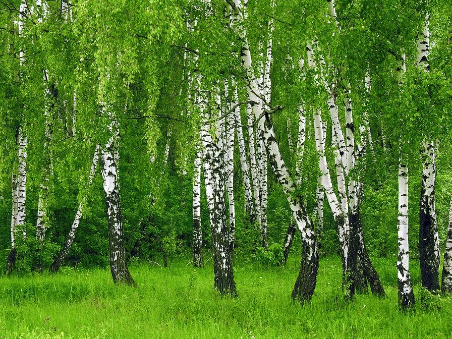 Березовая роща чебоксары. Берёзовая роща красноуфимск. Загорянка березовая роща. Роща деревьев. Лиственные деревья береза.