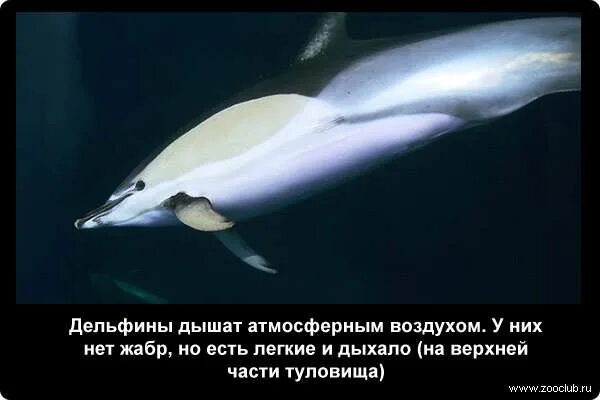 Дыхание дельфинов. Дыхание дельфинов. Уши у дельфинов фото. Дельфины млекопитающие. Дельфин дышит.
