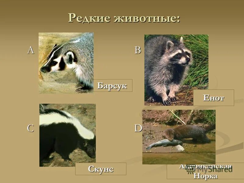 барсук енот скунс. барсук чем отличаются. барсук чем отличаются. барсук чем отличаются. барсук чем отличаются.