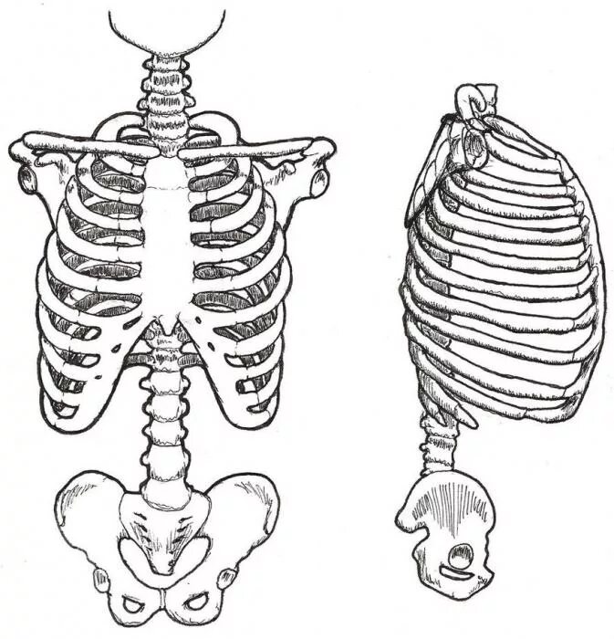 Сколько ребер у человека у женщин. Скелет человека грудная клетка ребра. Скелет туловища грудная клетка ребра. Скелет туловища кости таза. Грудина скелет анатомия.