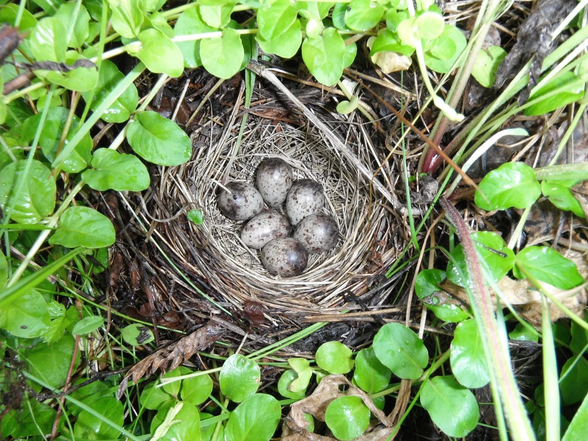 Какие птицы гнездятся. Гнездо жаворонка. Гнездо Тулеса. Серая мухоловка яйца в гнезде. Гнездо в траве.