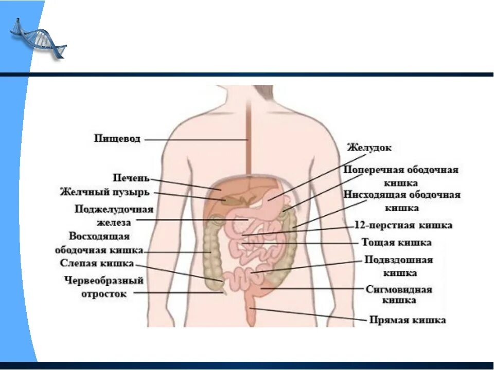 Человек левой стороны какой орган находится. Органы человека справа под ребрами спереди. Органы с левой стороны под ребрами спереди у человека. Органы человека справа под ребрами спереди внутренние. Какой орган находится с правой стороны сбоку.