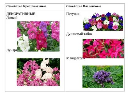 Семейство декоративные