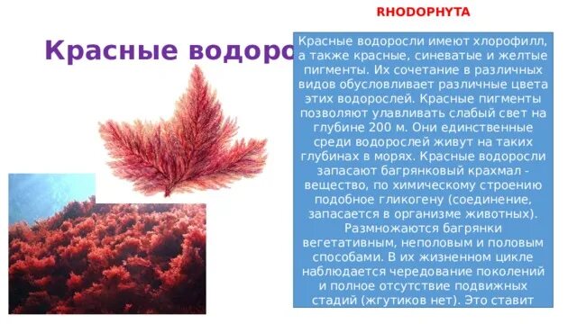 Где обитают красные водоросли и какое строение. Красные водоросли rhodophyta. пигменты красных водорослей. хлорофилл красных водорослей.