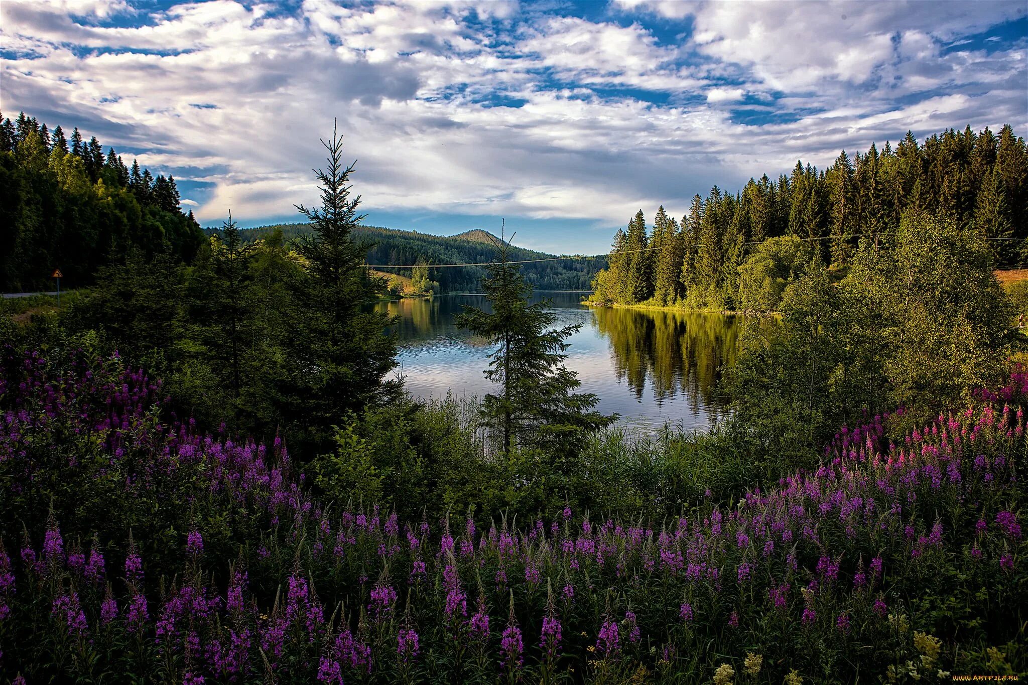 Цветы в лесу. Растительный мир 4 класс окружающий мир. Луга алтая камлак. Растительный мир богат и разнообразен. Животный мир тайги.