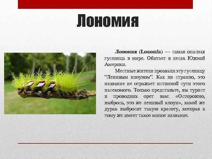 Характеристика гусениц. Лономия гусеница бабочка. ядовитые гусеницы. самая ядовитая гусеница. ядовитые гусеницы с названиями.