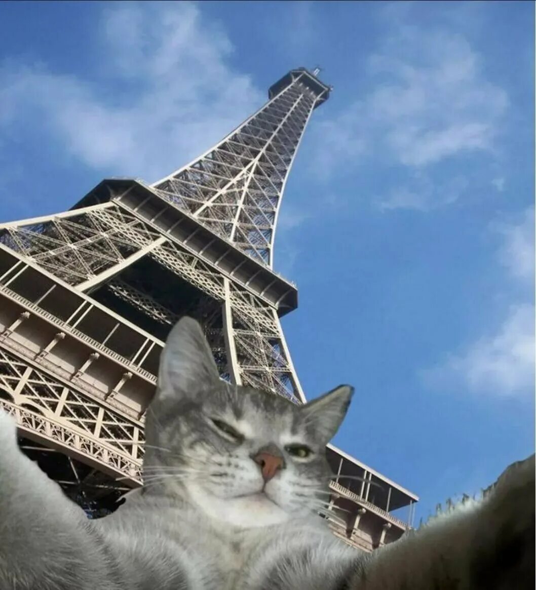 Кот париж. Кошка в париже. кот с эйфелевой башней. кот во франции. кот из парижа.
