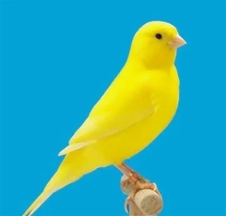 Канарейка лимоновый. Canary 1. Кенар птица желтый. Певчая птичка канарейка. Желтобрюхий канареечный вьюрок.