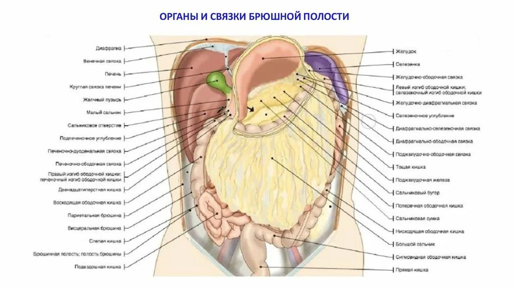 Органы живота. Связочный аппарат органов брюшной полости. Анатомическое расположение органов брюшной полости. Схема расположения внутренних органов брюшной полости. Внутреннее строение брюшной полости.