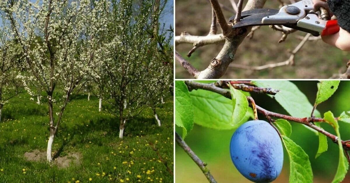 Слива prunus domestica. Слива крона. Слива крона. Слива сорт кромань. Слива крона.