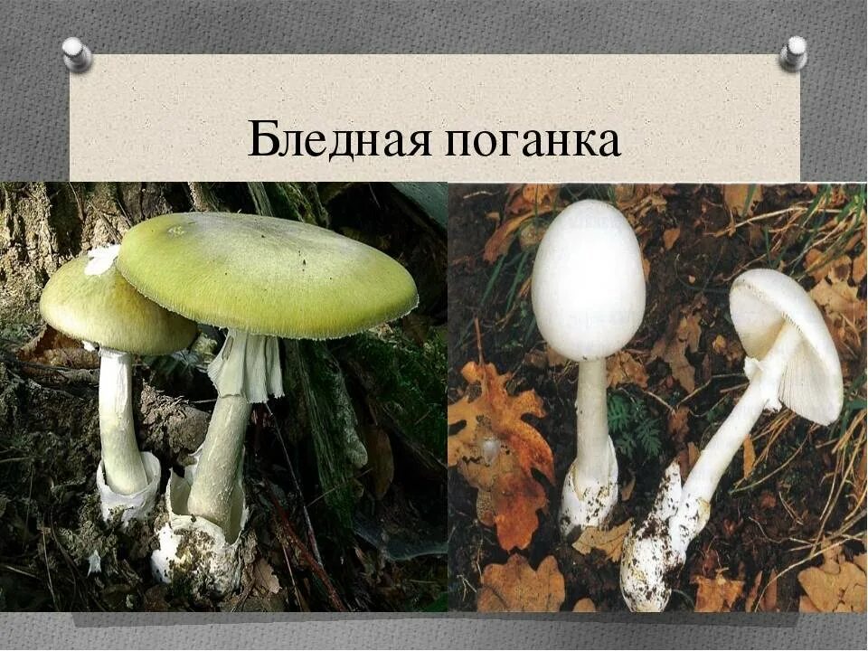 Amanita phalloides var. alba - Viquipèdia, l'enciclopèdia lliure