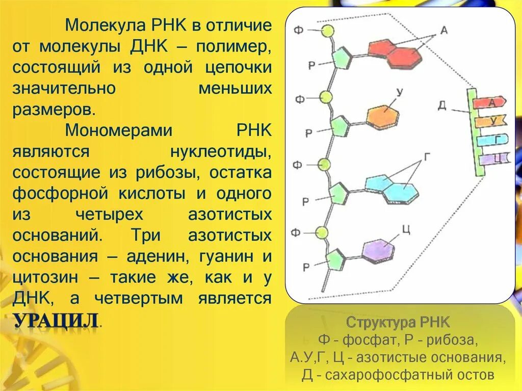 Биологические свойства рнк. Строение нуклеотида молекулы РНК. Структура нуклеиновых кислот РНК. Тип связи между нуклеотидами в РНК. Молекула нуклеотида рибонуклеиновой кислоты.