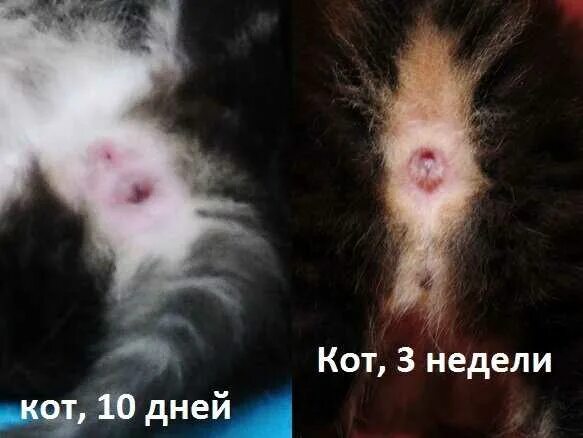 Как отличить котенка мальчика от котенка. Как различить пол котенка в 1 месяц. Как определить пол 2 месячного котенка. Как различить котенка мальчика от девочки. Катенок мальчик или Дево.