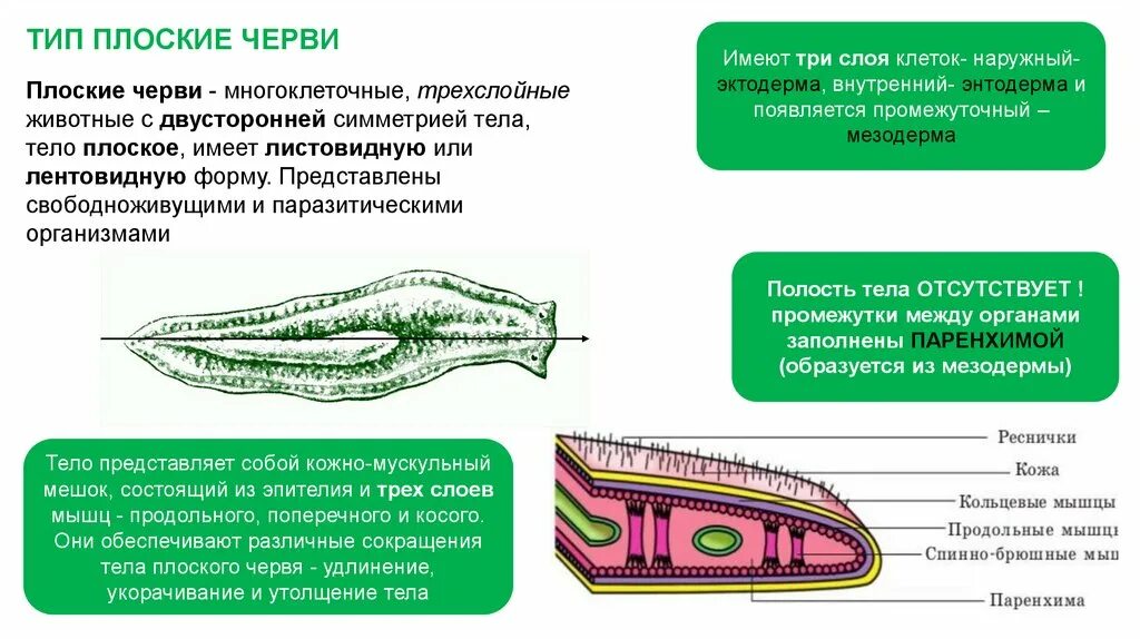 Плоские черви простейшие. Свободноживущие плоские черви рис 47. Строение плоских червей 7 класс биология. Тело Тип плоских червей. Дорсовентральные мышцы плоских червей.