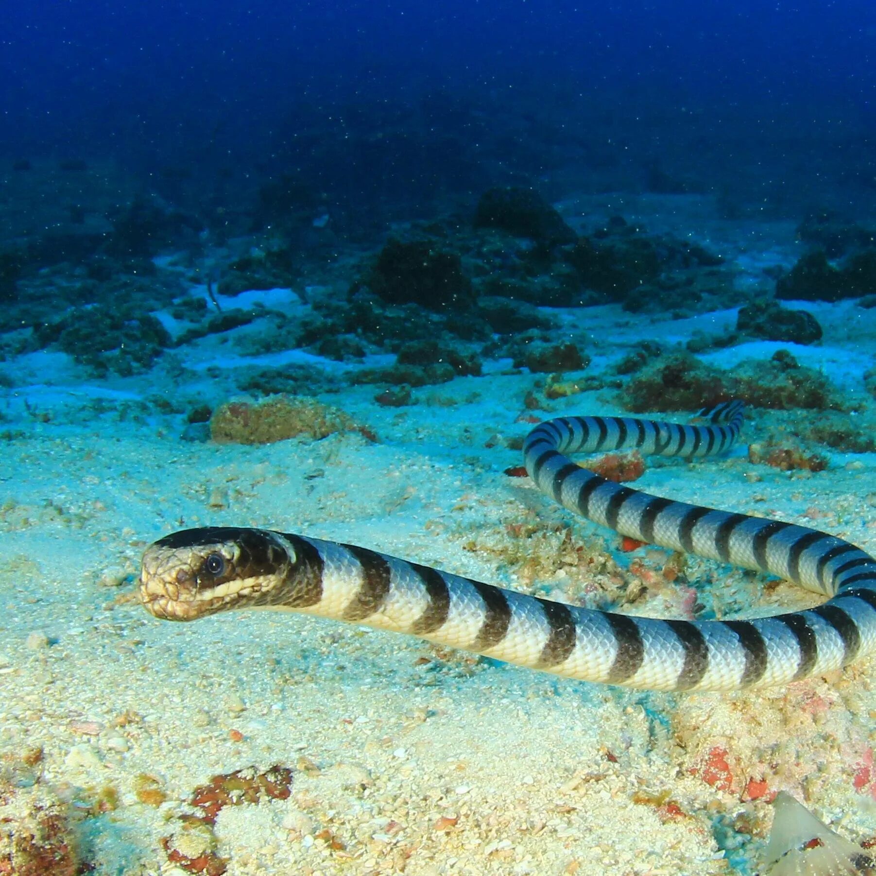 Морская змея Белчера. Морской Крайт змея. Морская змея Белчера яд. Желтогубый плоскохвост.