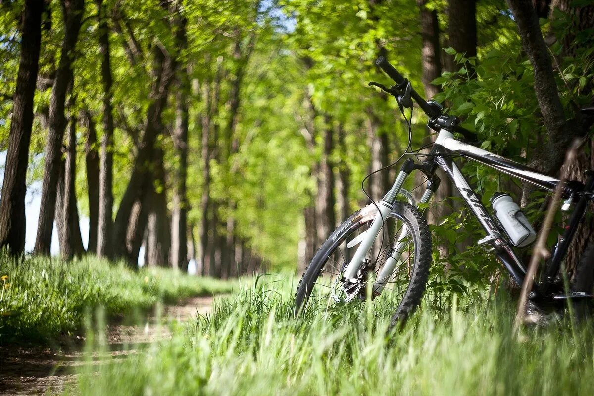 Лес велосипедист. Велопрогулки в Битцевском парке. Битцевский парк на велосипеде. Велосипед на природе. Прогулка на велосипеде.
